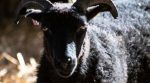 Sheep that eat algae will be saved in Scotland