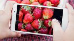 Super-strawberries will appear on the shelves of stores in the near future