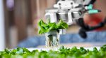 The future is here: vegetables grown by robots are now available at the market