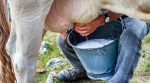 Почему украинцы отказываются сдавать молоко на переработку