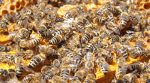 Вбивчі бджоли: на Житомирщині бджоли вбили коня та покусали людей