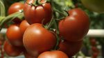 Джинси з томатів: вчені шукають шляхи переробки сільськогосподарських культур