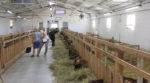 На Кіровоградщині працює унікальна ферма де розводять кіз альпійської породи
