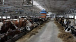 На Вінниччині почне працювати повністю роботизована ферма