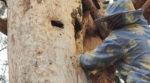 На Житомирщині відроджують стародавній спосіб бджільництва