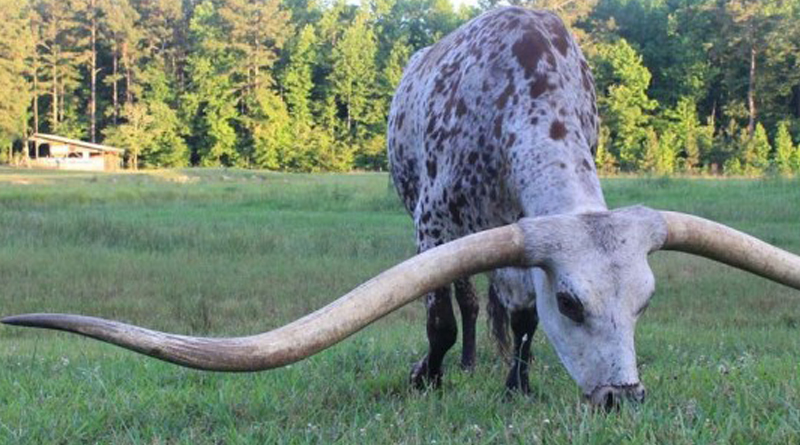 dinosaur with bull horns
