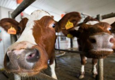 Бразилія повідомила про народження перших у країні генетично модифікованих телят