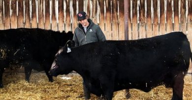 Елітна корова пішла з молотка за рекордну суму