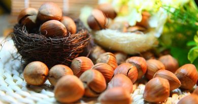 Одеське ноу-хау: фермер вирощує фундук у пробірці