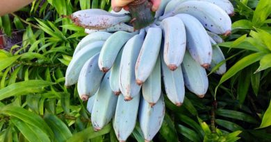 Фермерів підкорюють банани блакитного кольору (фото)