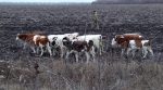 Російські корови "незаконно" перетнули український кордон