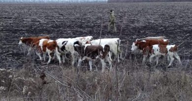 Російські корови "незаконно" перетнули український кордон
