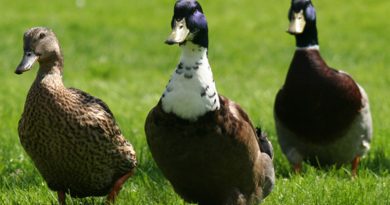 Качки виграли суд і можуть продовжувати крякати