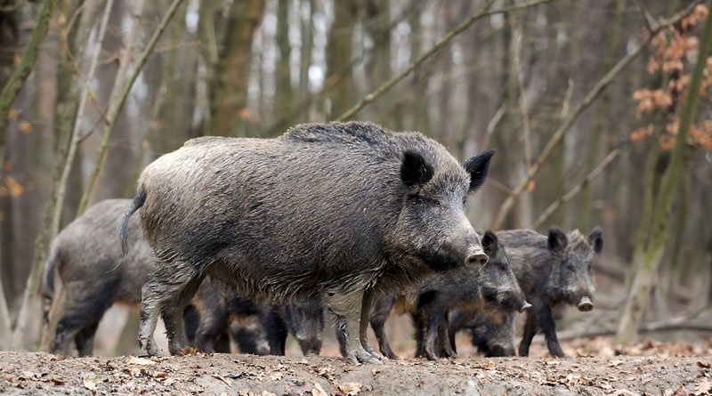 Locals in Volyn Restore the Wild Boar Population | AGRICULTURAL NEWS ...