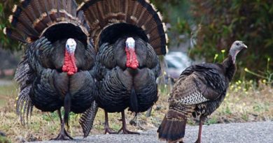 Індик цілий місяць переслідував листоношу