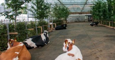 В Німеччині збудують перший корівник з садом
