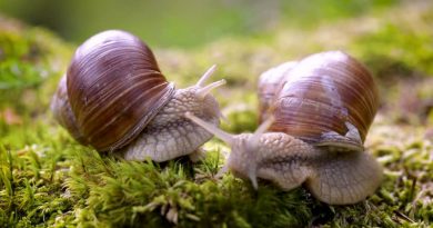 Фермери з Дніпра збирають та продають равликовий слиз