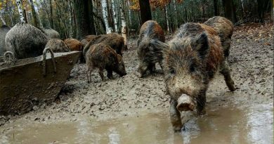 Дикі кабани розкопали і знищили схованку з кокаїном