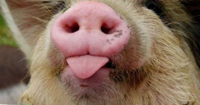 Свиня в ефірі: тварина зіпсувала ефір одного з відомих телешоу