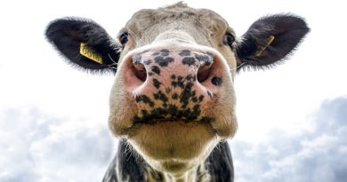 "Дайнерис Бурерожденная из дома Борвихи": в Росії всім містом обирали ім'я для корови