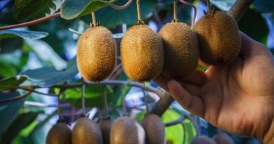 Прибуткова справа: фермери можуть озолотитися на вирощувані ківі