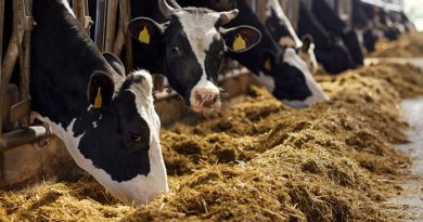 За рік поголів'я ВРХ помітно зменшилося