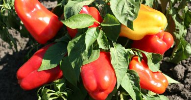 На Черкащині фермери збирають рекордний врожай солодкого перцю