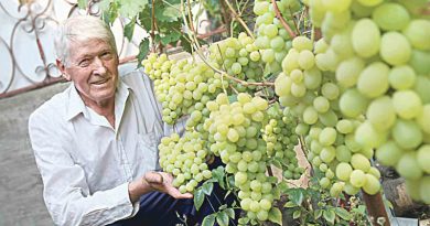 У саду вінницького фермера росте 60 сортів винограду