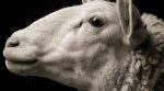 Задумливі, незадоволені, зворушливі:відомий фотограф випустив альбом з фермерськими тваринами (фото)