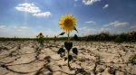 Стало відомо, чи очікувати посуху в Україні