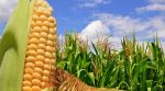 Як вирощувати кукурудзу для продажу