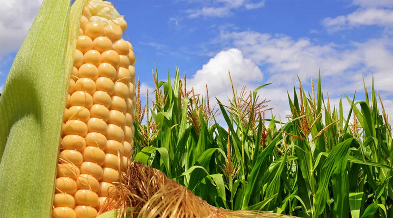 Как выращивать кукурузу для продажи - НОВИНИ СІЛЬСЬКОГО ГОСПОДАРСТВАУКРАЇНИ ТА СВІТУ