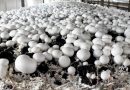 Young Ukrainian scientists invented a technology to accelerate the growth of industrial mushrooms Young Ukrainian scientists invented a technology to accelerate the growth of industrial mushrooms