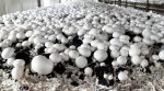 Young Ukrainian scientists invented a technology to accelerate the growth of industrial mushrooms