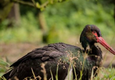 A place for a new reserve was found near Kyiv A place for a new reserve was found near Kyiv