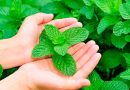 A farmer from Zakarpattia invented a new mint business during the quarantine A farmer from Zakarpattia invented a new mint business during the quarantine