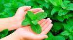 A farmer from Zakarpattia invented a new mint business during the quarantine