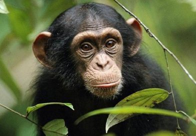 A monkey broke an ATM in India (video) A monkey broke an ATM in India (video)