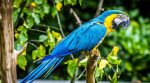 A court will question a parrot in a murder investigation in Argentina