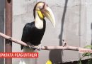 В Кропивницком орнитолог создал центр реабилитации для птиц, которых обидели хозяева (видео) В Кропивницком орнитолог создал центр реабилитации для птиц, которых обидели хозяева (видео)