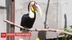 В Кропивницком орнитолог создал центр реабилитации для птиц, которых обидели хозяева (видео)