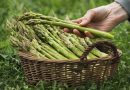 The demand for asparagus increased in Ukraine: How much do farmers make on it? The demand for asparagus increased in Ukraine: How much do farmers make on it?