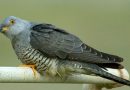 Scientists recorded a 12-kilometer-long journey of a cuckoo Scientists recorded a 12-kilometer-long journey of a cuckoo