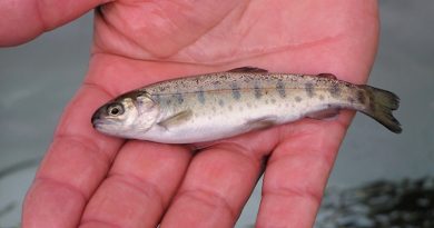 мальки форелі