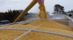 Експорт української кукурудзи може скоротитися на 15%, – експерти