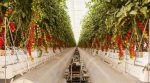 “Без землі й майже без води”: в ОАЕ створили вертикальні ферми (фото)