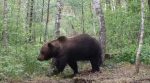 “Вперше за 100 років”: у Чорнобильській зоні були помічені ведмеді (відео)