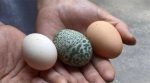 У Китаї курка знесла зелене яйце з візерунком (фото)
