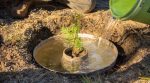 У Нідерландах розробили технологію, як вирощувати дерева навіть у найбільш посушливих умовах