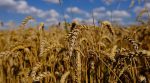 “Вперше за 12 років”: Україна відправила пшеницю в Саудівську Аравію